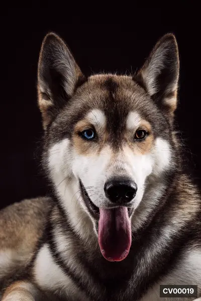 Chân dung chó Husky lông xám trắng, một mắt xanh một mắt nâu, lưỡi thè ra, nền đen.