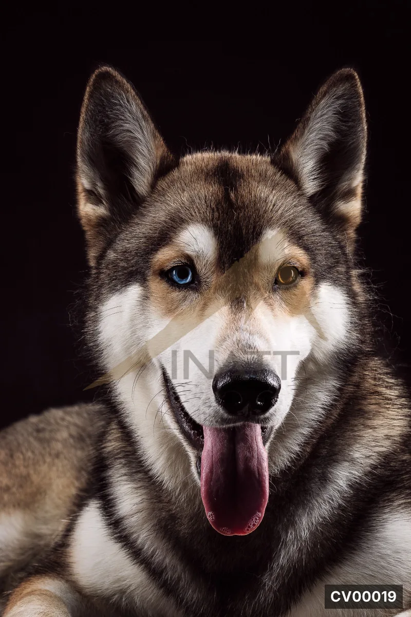 Chân dung chó Husky lông xám trắng, một mắt xanh một mắt nâu, lưỡi thè ra, nền đen.