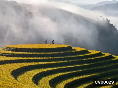 Ruộng bậc thang lúa chín vàng xen kẽ rãnh tối, hai người đội nón đứng trên đỉnh đồi dưới lớp sương mỏng.