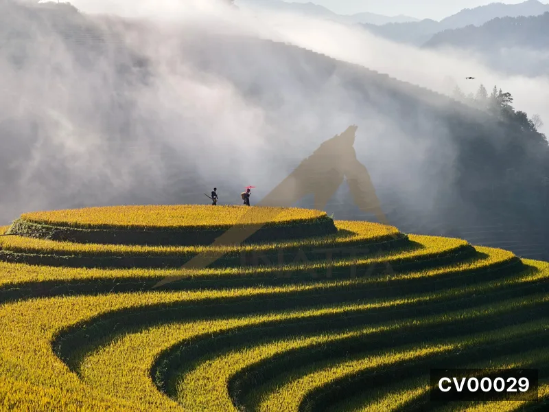 Ruộng bậc thang lúa chín vàng xen kẽ rãnh tối, hai người đội nón đứng trên đỉnh đồi dưới lớp sương mỏng.