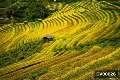 Ruộng bậc thang lúa chín vàng xen kẽ đường viền xanh, vài nhà sàn nhỏ nằm giữa triền đồi