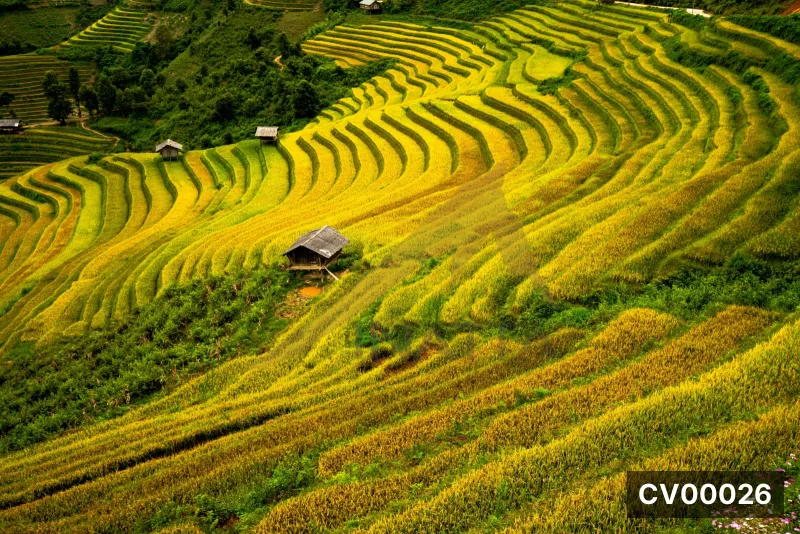 Ruộng bậc thang lúa chín vàng xen kẽ đường viền xanh, vài nhà sàn nhỏ nằm giữa triền đồi