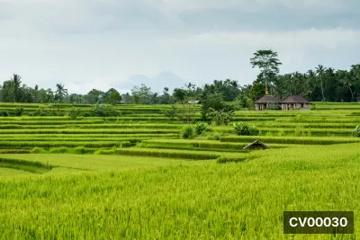 Ruộng bậc thang xanh trải dài, hàng cọ và nhà nhỏ nép bên cánh đồng, núi mờ sương phía xa.