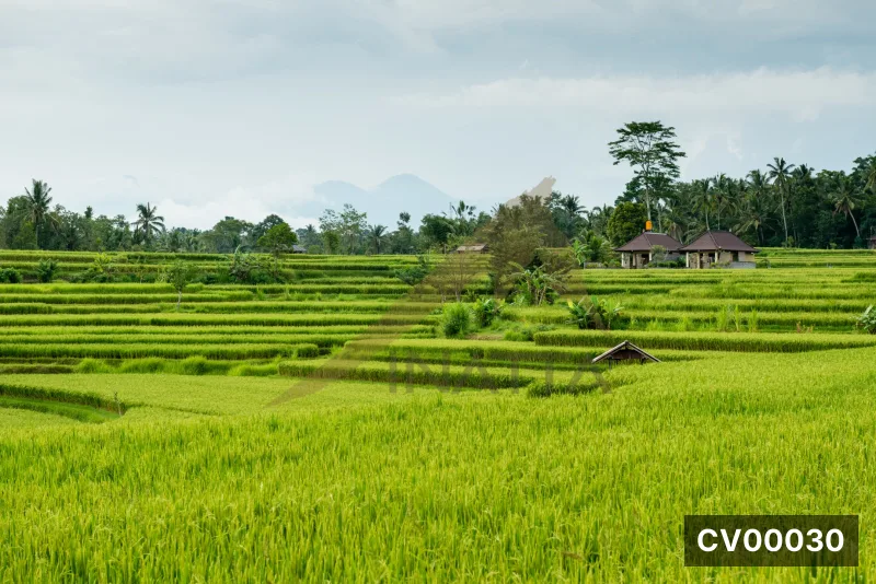 Ruộng bậc thang xanh trải dài, hàng cọ và nhà nhỏ nép bên cánh đồng, núi mờ sương phía xa.