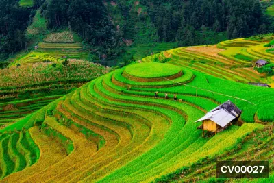 Ruộng bậc thang xanh vàng cuộn xoáy trên triền đồi, điểm xuyết lán gỗ mái tôn giữa rừng cây.