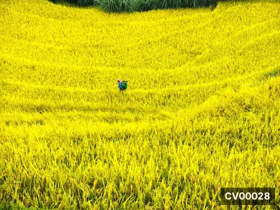 Ruộng lúa vàng trải dài, một người nông dân đội nón mang giỏ xanh đang gặt giữa cánh đồng.