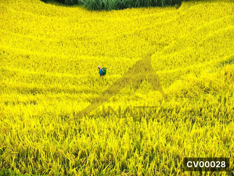Ruộng lúa vàng trải dài, một người nông dân đội nón mang giỏ xanh đang gặt giữa cánh đồng.